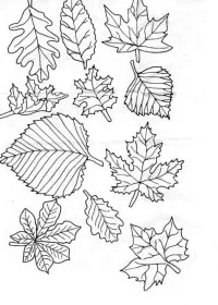 Fisă de colorat cu Frunze de colorat p13