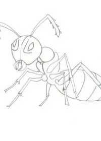 Fisă de colorat cu Greierele si furnica de colorat p13