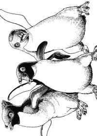 Fisă de colorat cu Happy feet de colorat p08