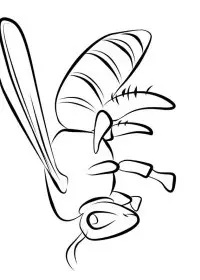 Insecte Albinute de colorat