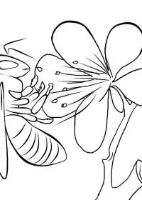 Fisă de colorat cu Insecte albinute de colorat p02