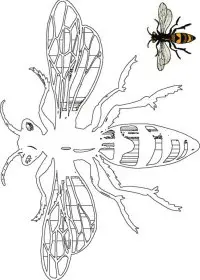 Fisă de colorat cu Insecte albinute de colorat p03