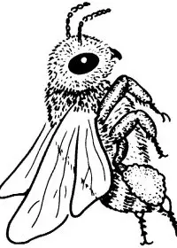 Fisă de colorat cu Insecte albinute de colorat p12