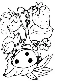 Fisă de colorat cu Insecte buburuze de colorat p03