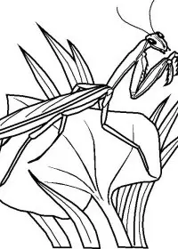 Fisă de colorat cu Insecte de colorat p08