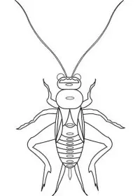 Fisă de colorat cu Insecte de colorat p16