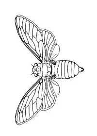 Fisă de colorat cu Insecte de colorat p17