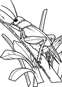 Fisă de colorat cu Insecte de colorat p30