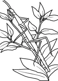 Fisă de colorat cu Insecte de colorat p37