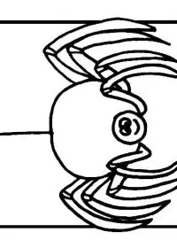 Insecte Paianjeni de colorat