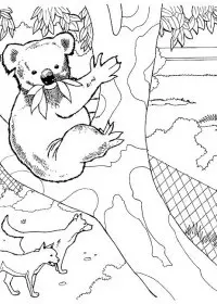 Fisă de colorat cu Koala de colorat p07