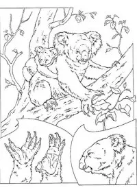 Fisă de colorat cu Koala de colorat p11