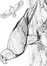 Fisă de colorat cu Pasari de colorat p03