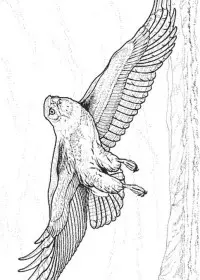 Fisă de colorat cu Pasari de colorat p04