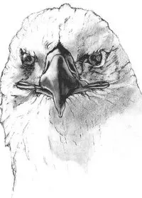 Fisă de colorat cu Pasari de colorat p05