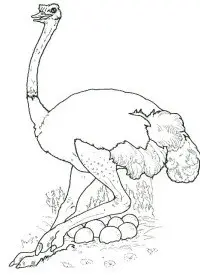 Fisă de colorat cu Pasari de colorat p07