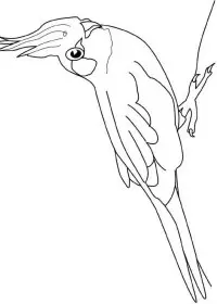 Fisă de colorat cu Pasari de colorat p09