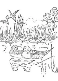 Fisă de colorat cu Pasari de colorat p10