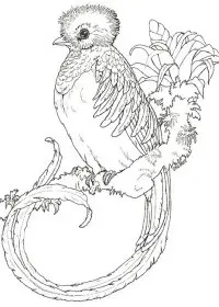 Fisă de colorat cu Pasari de colorat p101