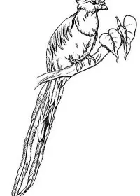 Fisă de colorat cu Pasari de colorat p102