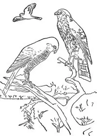 Fisă de colorat cu Pasari de colorat p103