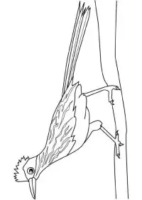 Fisă de colorat cu Pasari de colorat p105