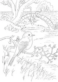 Fisă de colorat cu Pasari de colorat p106