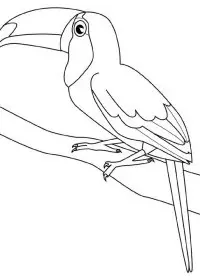 Fisă de colorat cu Pasari de colorat p108