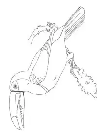 Fisă de colorat cu Pasari de colorat p109