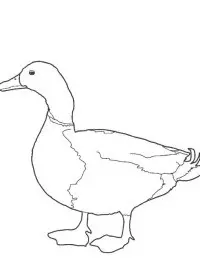 Fisă de colorat cu Pasari de colorat p11