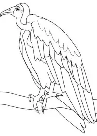 Fisă de colorat cu Pasari de colorat p112