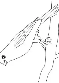 Fisă de colorat cu Pasari de colorat p12