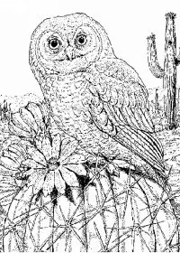 Fisă de colorat cu Pasari de colorat p14