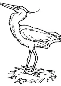 Fisă de colorat cu Pasari de colorat p15