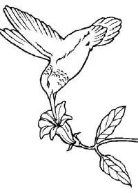 Fisă de colorat cu Pasari de colorat p16