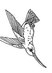 Fisă de colorat cu Pasari de colorat p18