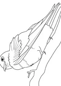 Fisă de colorat cu Pasari de colorat p21