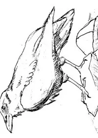 Fisă de colorat cu Pasari de colorat p23