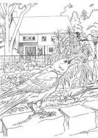 Fisă de colorat cu Pasari de colorat p24