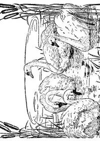 Fisă de colorat cu Pasari de colorat p26