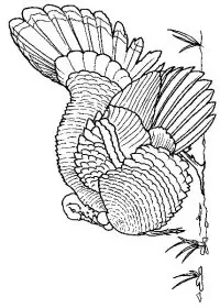 Fisă de colorat cu Pasari de colorat p28