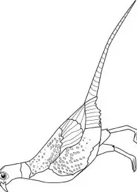 Fisă de colorat cu Pasari de colorat p32