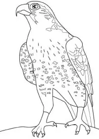 Fisă de colorat cu Pasari de colorat p34