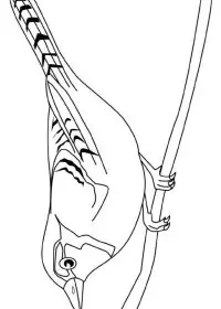 Fisă de colorat cu Pasari de colorat p37