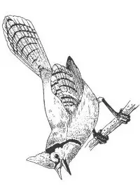 Fisă de colorat cu Pasari de colorat p38