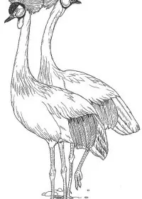 Fisă de colorat cu Pasari de colorat p39