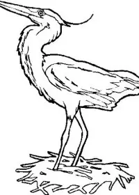 Fisă de colorat cu Pasari de colorat p40