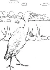 Fisă de colorat cu Pasari de colorat p42