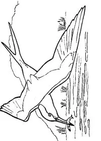 Fisă de colorat cu Pasari de colorat p46