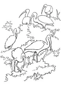 Fisă de colorat cu Pasari de colorat p48